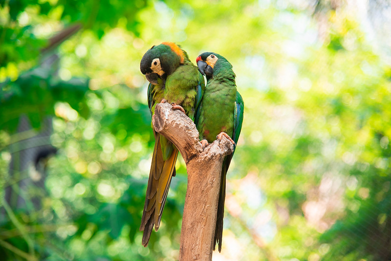 BioParque do Rio